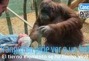 Orangután pide ver a un bebé